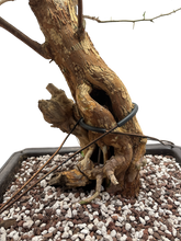 Bougainvillea - Pre-bonsai specimen (red) B0-101-P